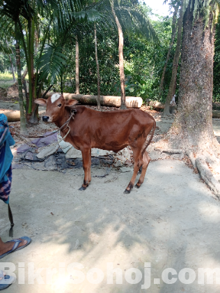 ষাড় বাছুর